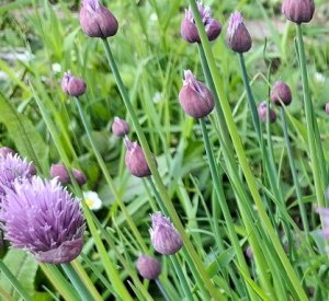 GardenTour